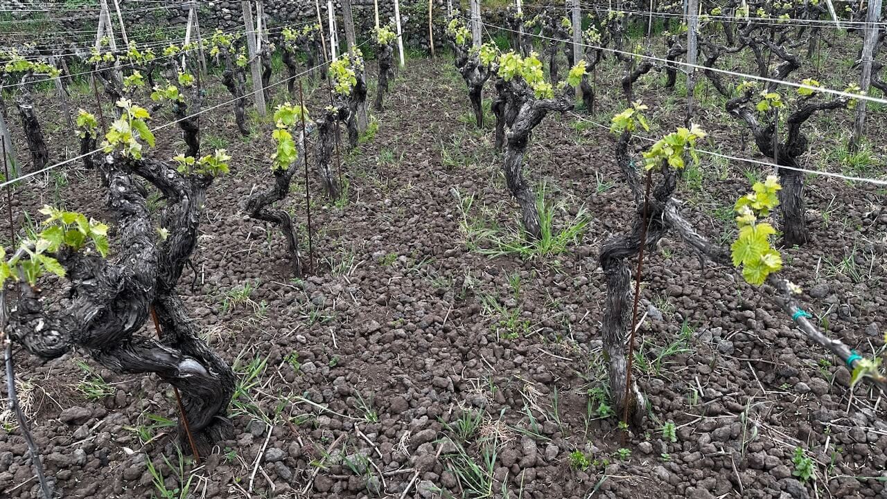 Rows of vines at a working wine estate
